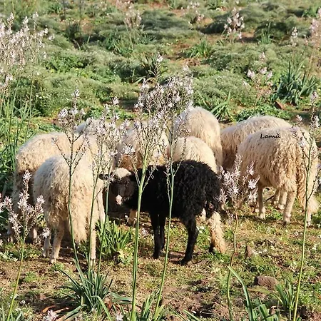 Alloggio per agriturismo Turismo Rurale Su Cuile