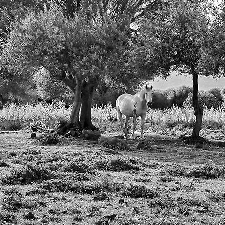Turismo Rurale Su Cuile Bauernhof